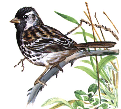 Zonotrichia querula FVF14CB Harris\'s Sparrow, Zonotrichia querula.jpg