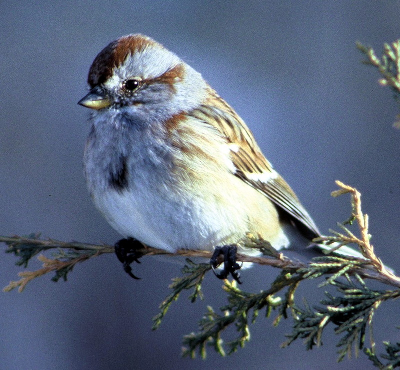 Americantreesparrow36 American Tree Sparrow, Spizella arborea.jpg