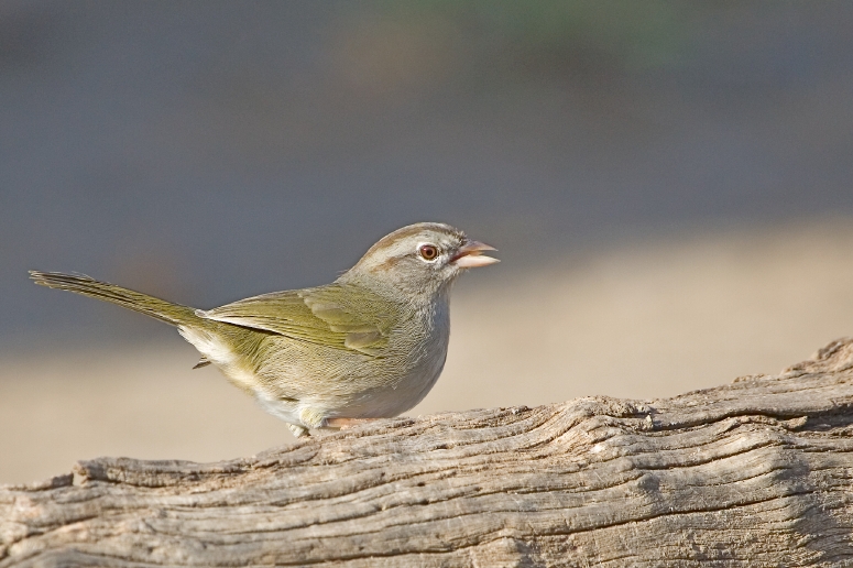 Olive Sparrow (Arremonops rufivirgatus).jpg