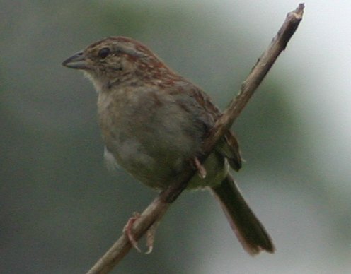 Bachmans sparrow-Bachman\'s Sparrow (Aimophila aestivalis).jpg