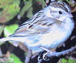 ClaycolouredSparrow23 Clay-colored Sparrow, Spizella pallida.jpg