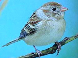 FieldSparrow23 Field Sparrow, Spizella pusilla.jpg