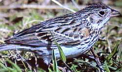 VesperSparrow23 Vesper Sparrow (Pooecetes gramineus).jpg