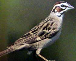 LarkSparrow23 Lark Sparrow, Chondestes grammacus.jpg
