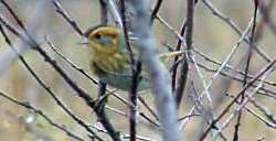 Nelsons Sharptailed Sparrow23 Nelson\'s Sharp-tailed Sparrow (Ammodramus nelsoni).jpg