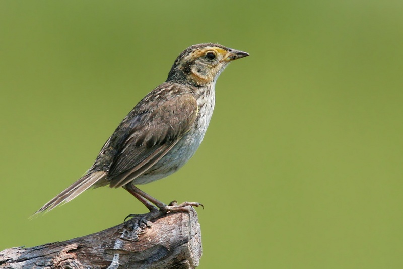 Saltmarsh Sharp-tailed Sparrow, Ammodramus caudacutus.jpg