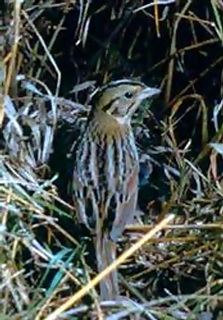 Henslows Sparrow23 Henslow\'s Sparrow (Ammodramus henslowii).jpg
