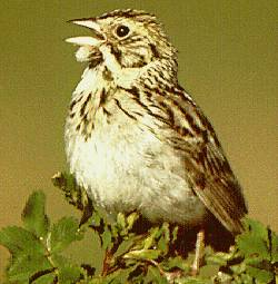 BairdSparrow23 Baird\'s Sparrow (Ammodramus bairdii).jpg