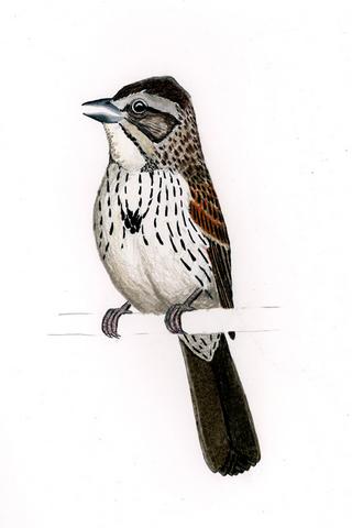 SMSP-Sierra Madre Sparrow (Xenospiza baileyi).jpg