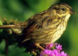 SwampSparrow23 Swamp Sparrow (Melospiza georgiana).jpg