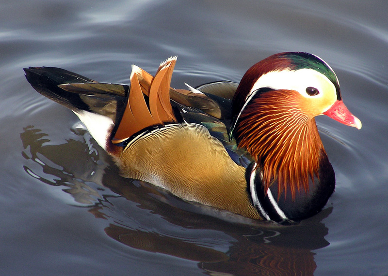 Mandarin.duck.arp Mandarin Duck (Aix galericulata).jpg