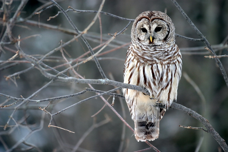 Strix-varia-005 Barred Owl, Strix varia.jpg