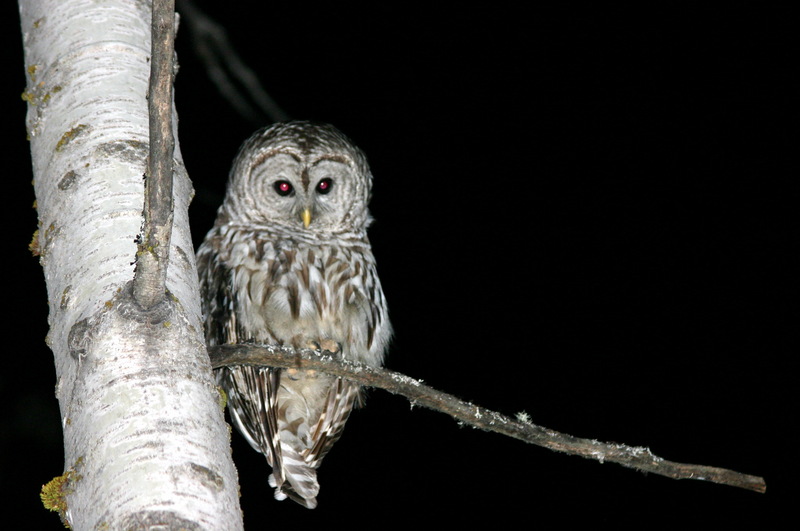 Owl at Night-Barred Owl (Strix varia).jpg