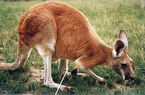 Kangur.rudy.drs-Red Kangaroo (Macropus rufus).jpg