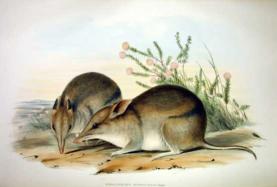 Perameles bougainville - Gould Western Barred Bandicoot (Perameles bougainville).jpg