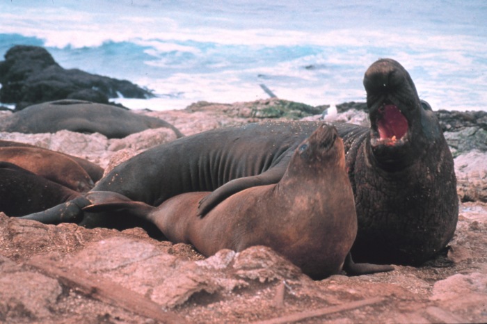 See elefanten-Northern Elephant Seal (Mirounga angustirostris).jpg