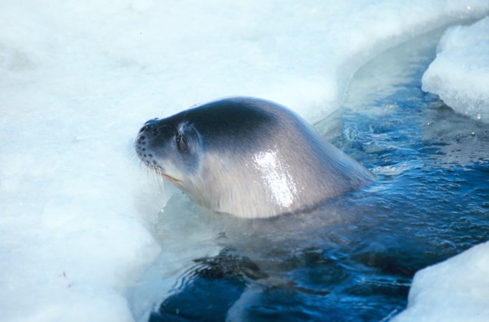 Weddell Seal (Leptonychotes weddellii).jpg