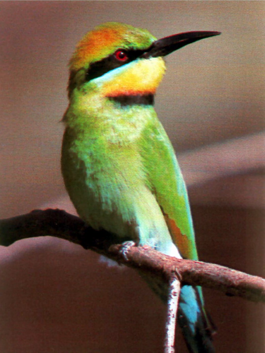 Rainbow-beeeater, Rainbow Bee-eater (Merops ornatus).jpg