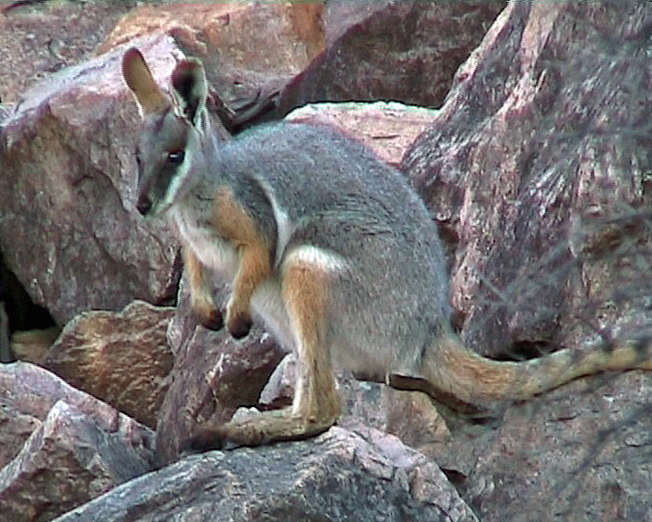 Yellow-footed Rock-wallaby (Petrogale xanthopus).jpg