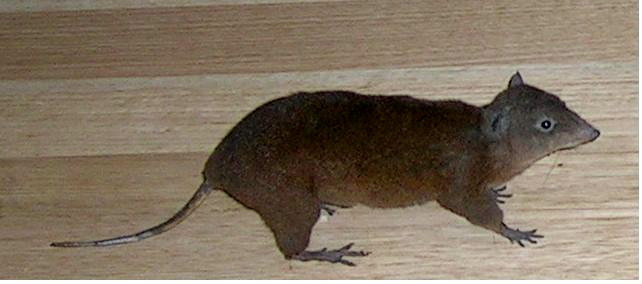 Musky Rat-kangaroo (Hypsiprymnodon moschatus).jpg