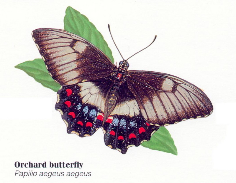 Orchard Swallowtail Butterfly (Papilio aegeus).jpg