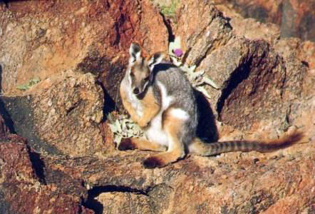 Yellow-footed Rock Wallaby (Petrogale xanthopus).jpg
