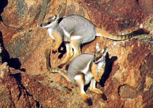 Yellow-footed Rock Wallaby (Petrogale xanthopus).jpg