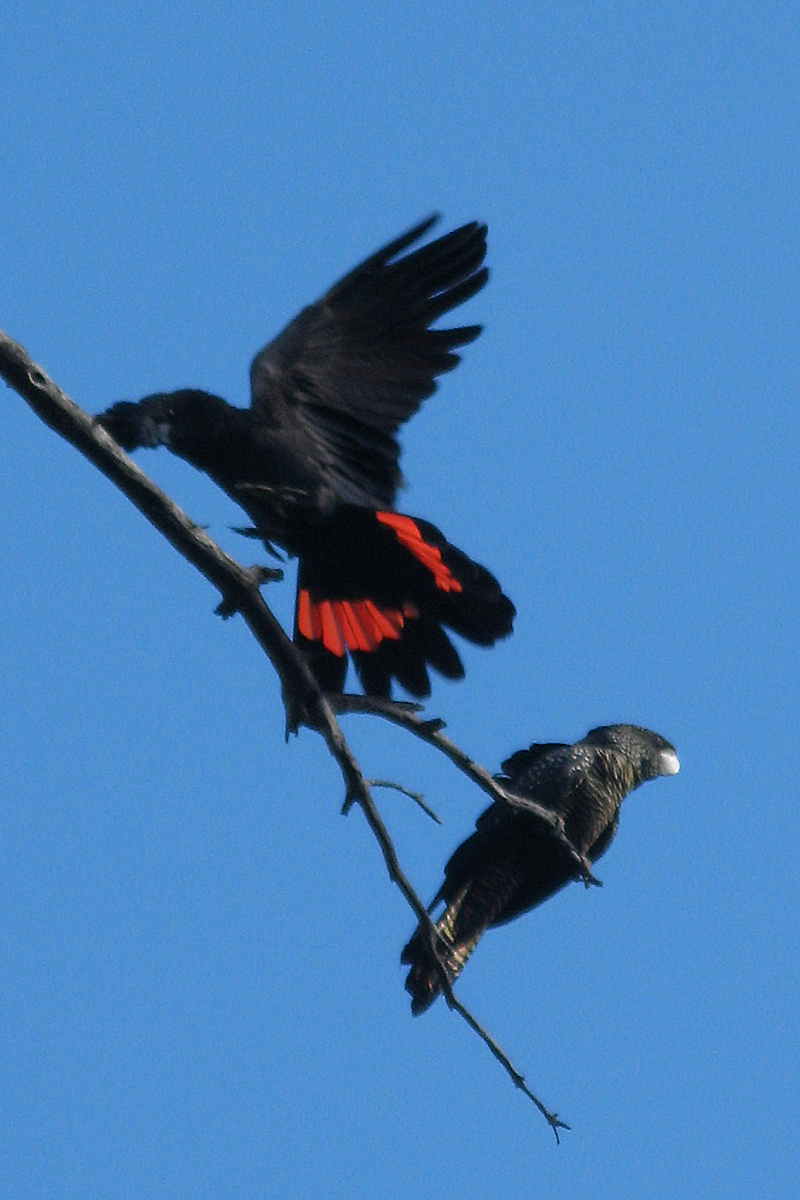 Banksii-Red-tailed Black Cockatoo (Calyptorhynchus banksii).jpg