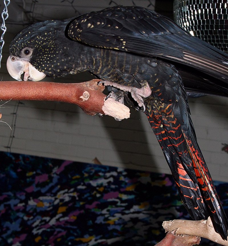 Female RTBC Red-tailed Black Cockatoo (Calyptorhynchus banksii).jpg