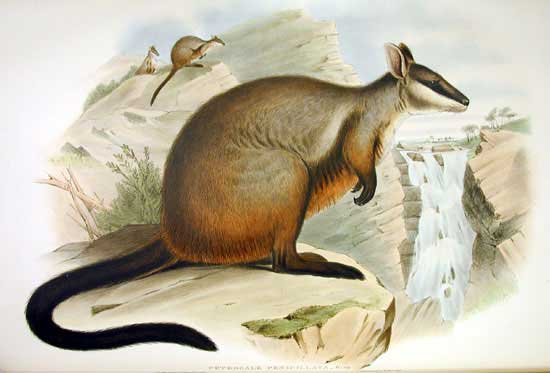 Petrogale penicillata - Gould Brush-tailed Rock-wallaby (Petrogale penicillata).jpg