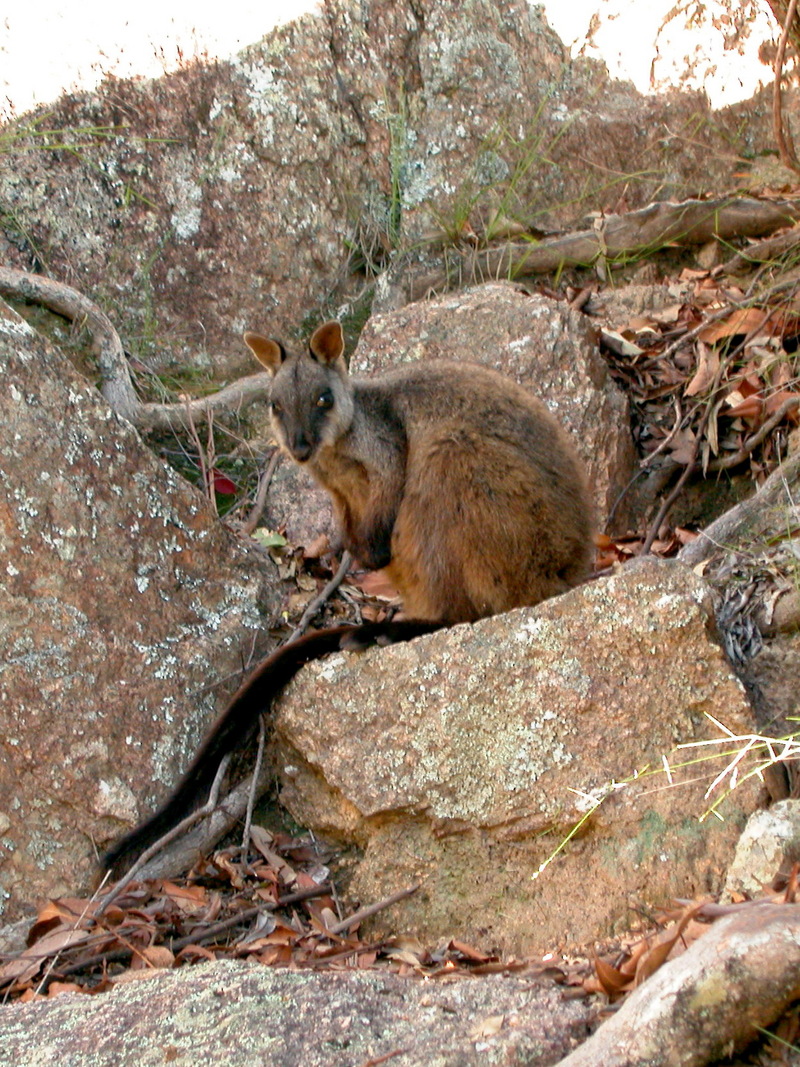Brush-tailed Rock-wallaby (Petrogale penicillata).jpg
