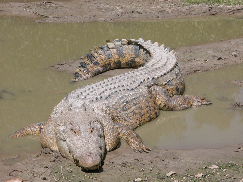 Saltwater Crocodile(\'Maximo\') Saltwater Crocodile (Crocodylus porosus).jpg