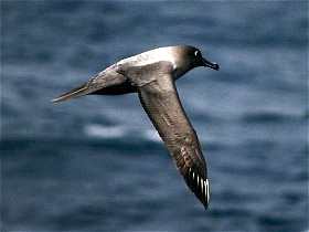 Light sooty albatross flying-Phoebetria palpebrata.jpg