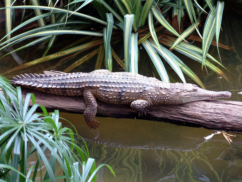 Australia Cairns 18-Freshwater Crocodile (Crocodylus johnstoni).jpg