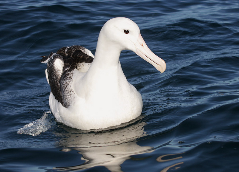 070226 southern royal albatross off Kaikoura 2-Southern Royal Albatross, Diomedea epomophora.jpg