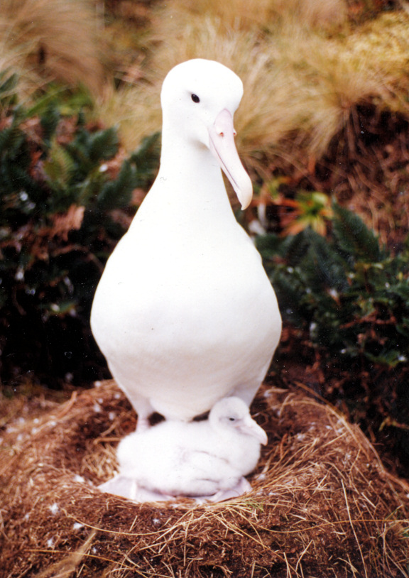 Ciranest chick-Southern Royal Albatross (Diomedea epomophora).jpg
