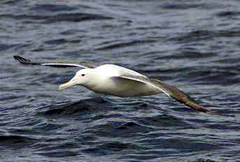 Southern Royal Albatross, Diomedea epomorpha (Mattern).jpg