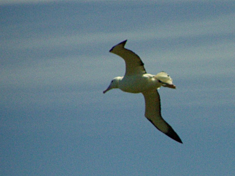 Northern Royal Albatross (Diomedea sanfordi).jpg