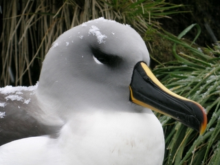 Greyhead-Grey-headed Albatross, (Thalassarche chrysostoma), Gray-headed Mollymawk.jpg