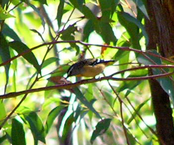 Spotted Pardalote (Pardalotus punctatus) Male.jpg