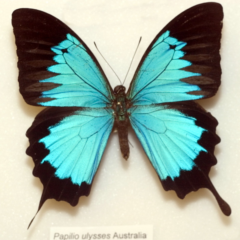 CRW 5380-11 Ulysses butterfly (Papilio ulysses), blue mountain butterfly.jpg
