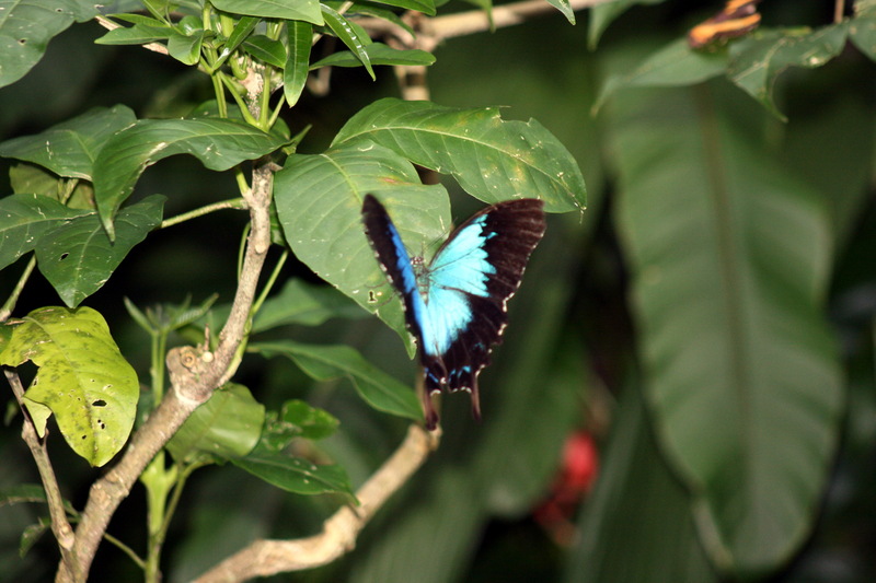 20070725 4493 Ulysses Butterfly (Papilio ulysses).jpg