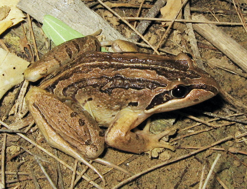Striped Marsh Frog or Brown-striped Frog (Limnodynastes peronii).jpg