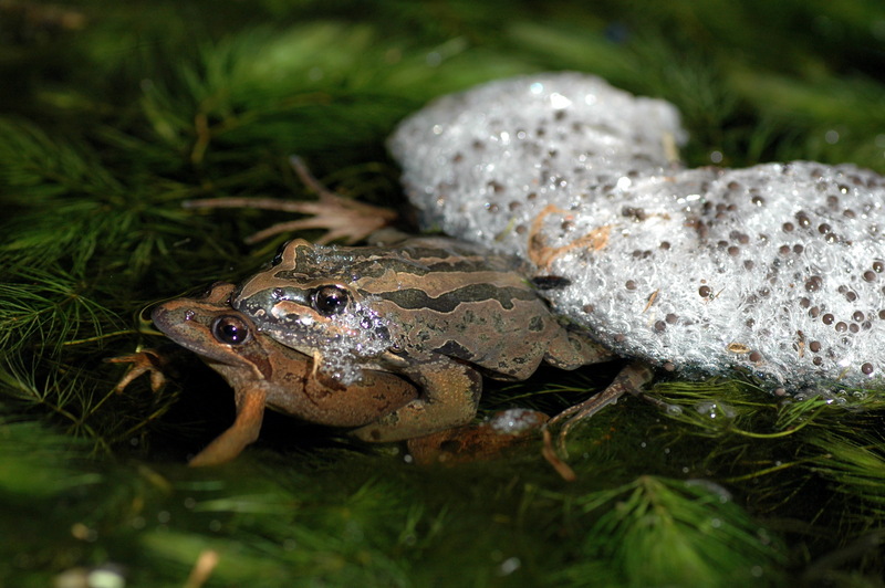 Striped Marsh Frog or Brown-striped Frog (Limnodynastes peronii) with spawn.jpg