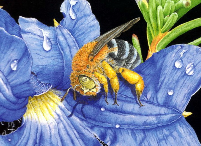 Blue-banded Bee (Amegilla pulchra).jpg