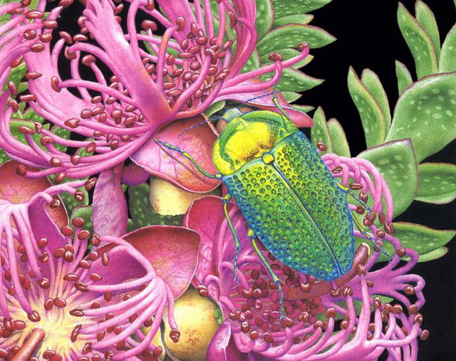 Jewel Beetle (Stigmodera gratiosa).jpg