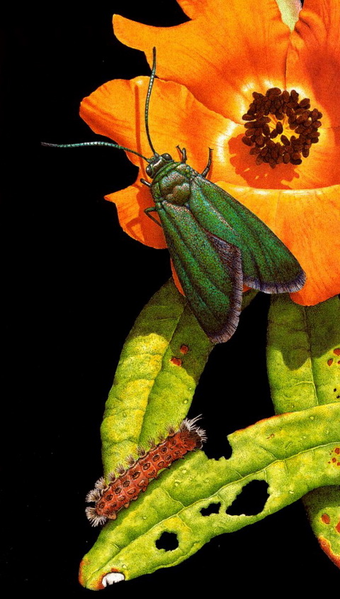 Forester Moth, Pollanisus empyrea.jpg