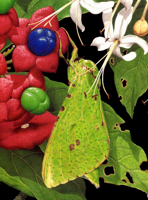 Aenetus eximia - Common Ghost Moth.jpg