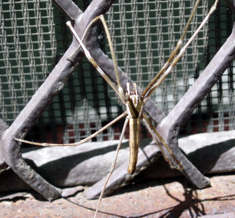 Rufous Net-casting Spider (Deinopis subrufa).jpg