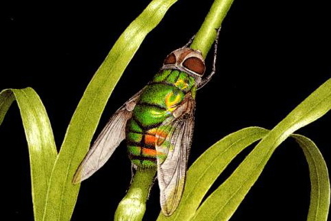 Green Parasitic Fly (Rutilia formosa).jpg